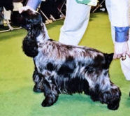 Showing a Cocker at Crufts